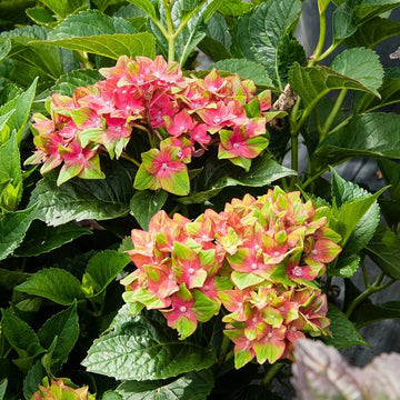 Pistachio Hydrangea Seeds 
