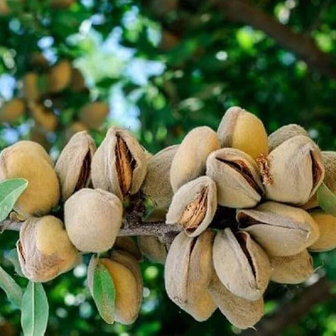 Pistachio Seeds – Pista Badam