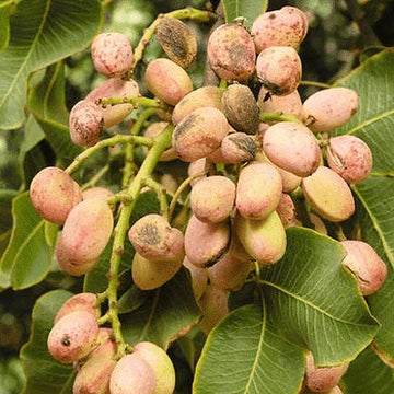 Pistachio Seeds – Tree