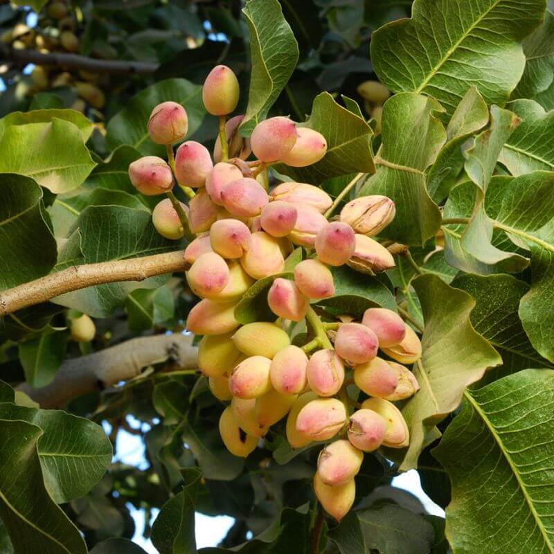 Pistachio Seeds – Tree