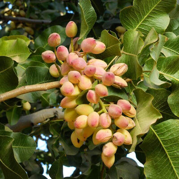 Pistachio Seeds – Tree