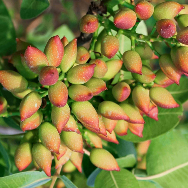 Pistachio Seeds – Tree