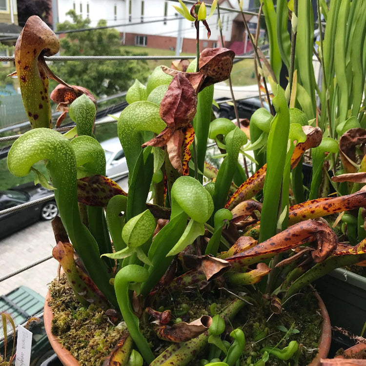 Pitcher Plant Cobra Lily Seeds