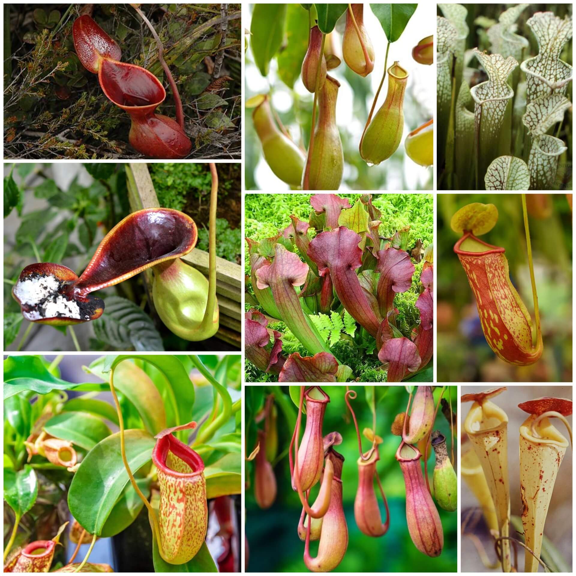 Pitcher Plant Seeds - All In One For Home Gardens