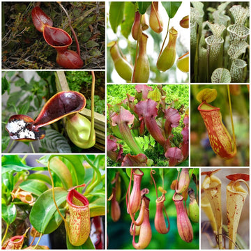 Pitcher Plant Seeds  Buy Fresh Varieties for Home Growing