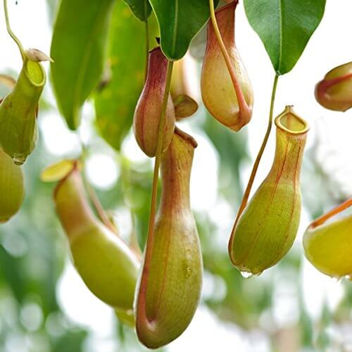 Pitcher Plant Seeds - All In One For Home Gardens