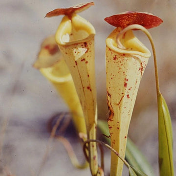 Pitcher Plant Seeds - All In One For Home Gardens