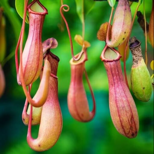 Pitcher Plant Seeds - All In One For Home Gardens