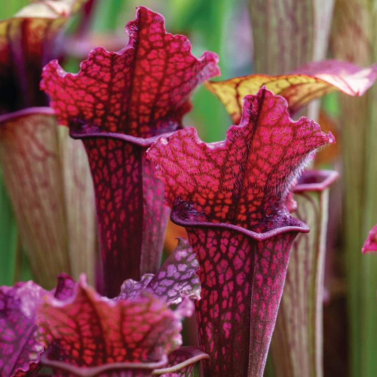 Pitcher Plant Seeds 