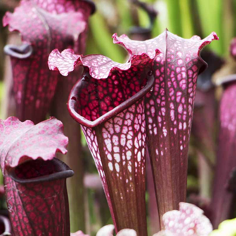 Pitcher Plant Seeds 