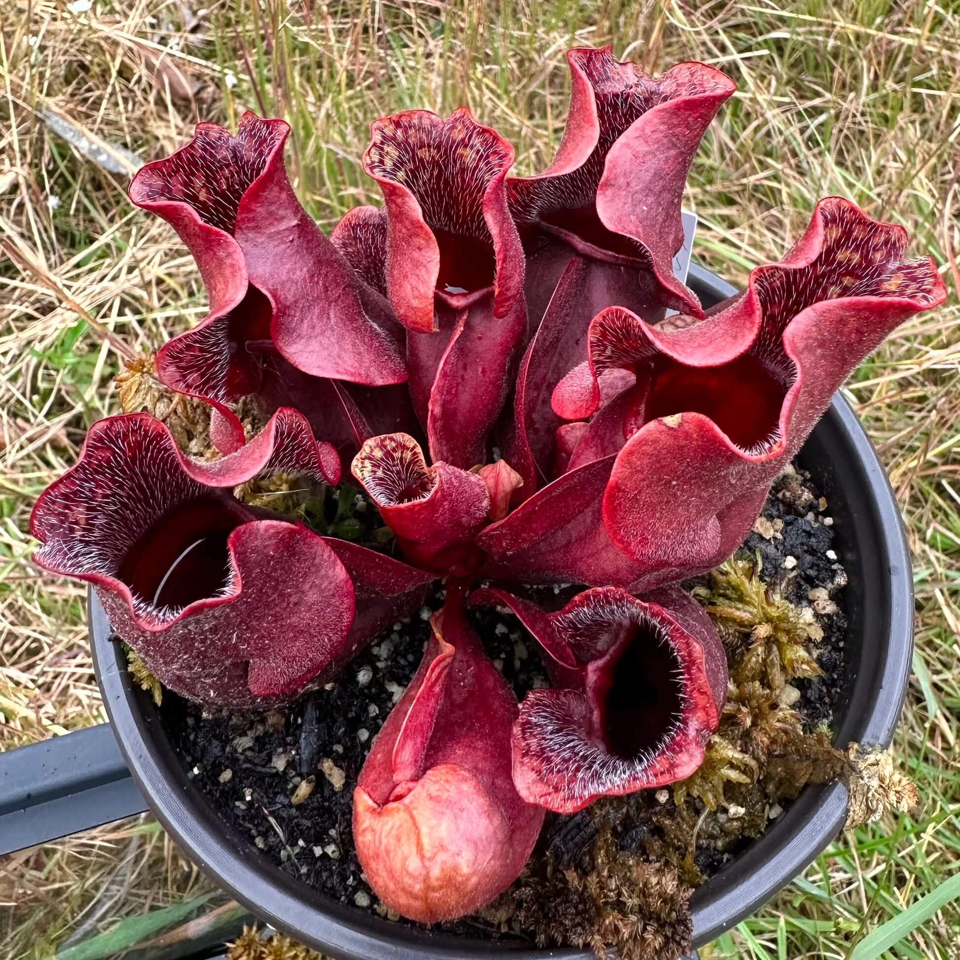 Pitcher Plant Seeds 