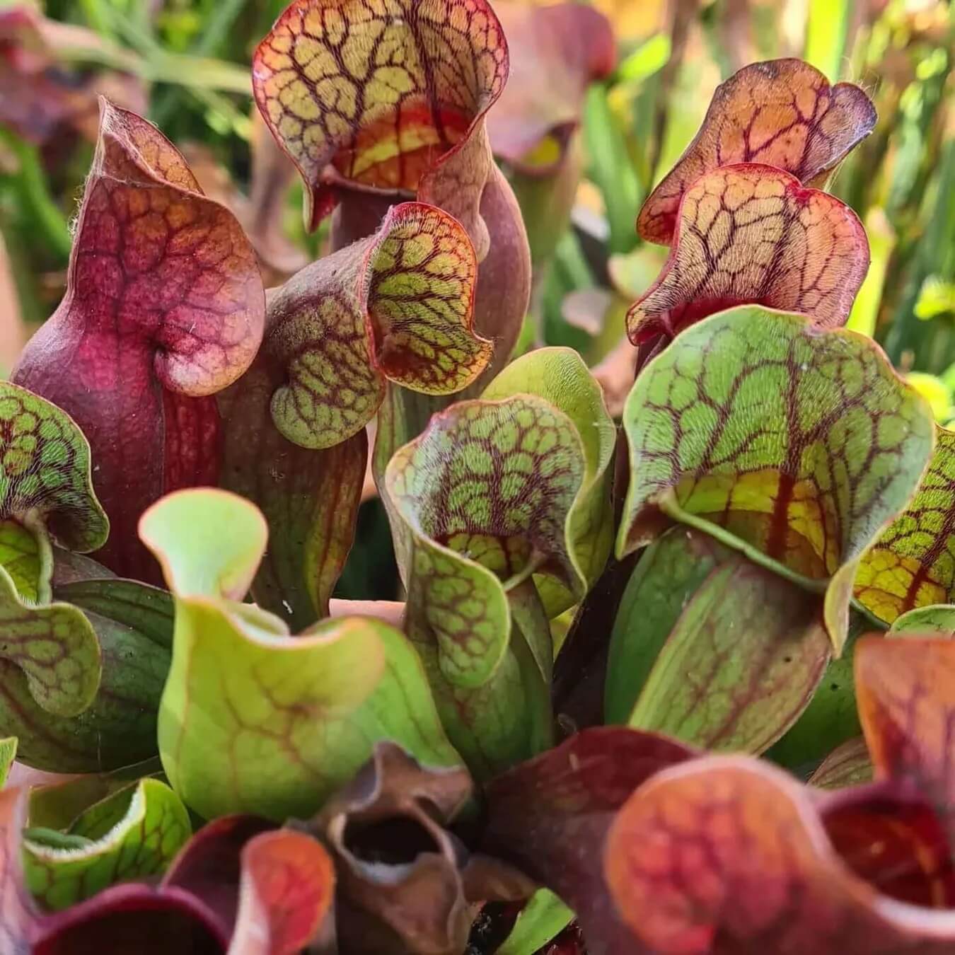 Pitcher Plant Seeds 