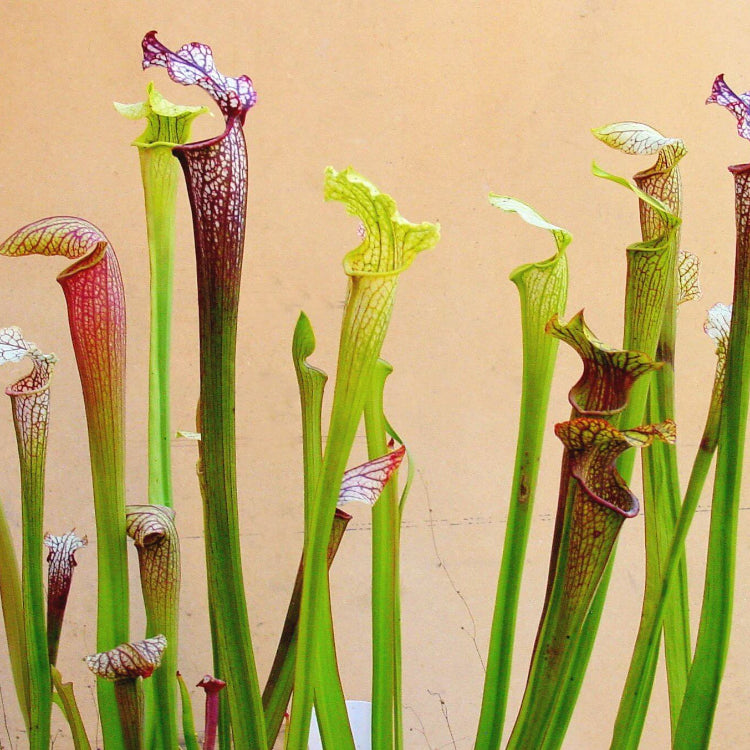 Pitcher Plant Seeds 