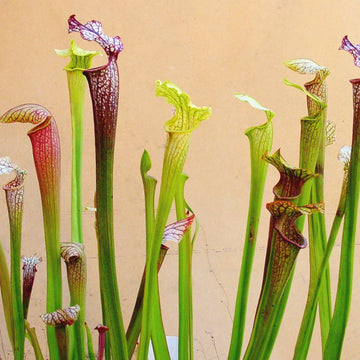 Pitcher Plant Seeds 