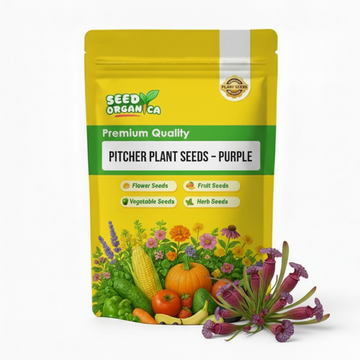 Pitcher Plant Seeds – Purple