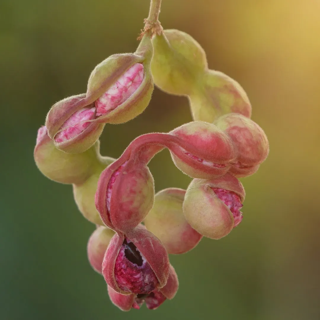 Pithecellobium dulce Madras Thorn Seeds 