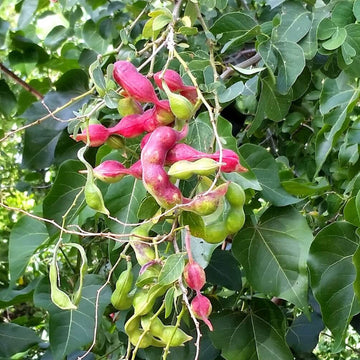 Pithecellobium dulce Madras Thorn Seeds 