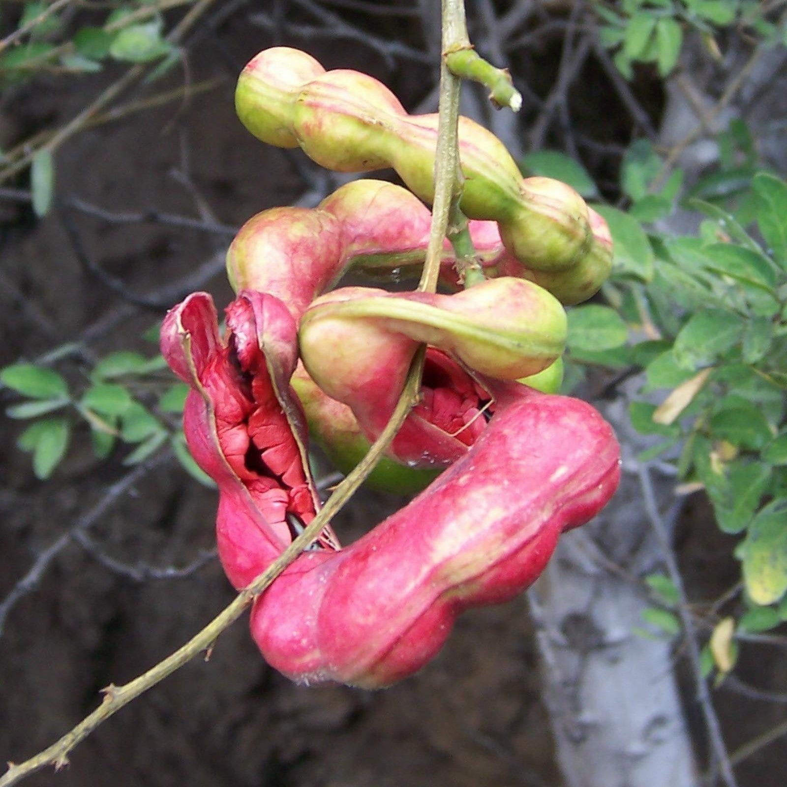 Pithecellobium dulce Madras Thorn Seeds 