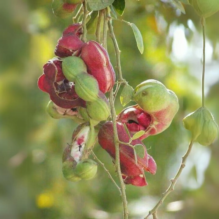 Pithecellobium dulce Madras Thorn Seeds 