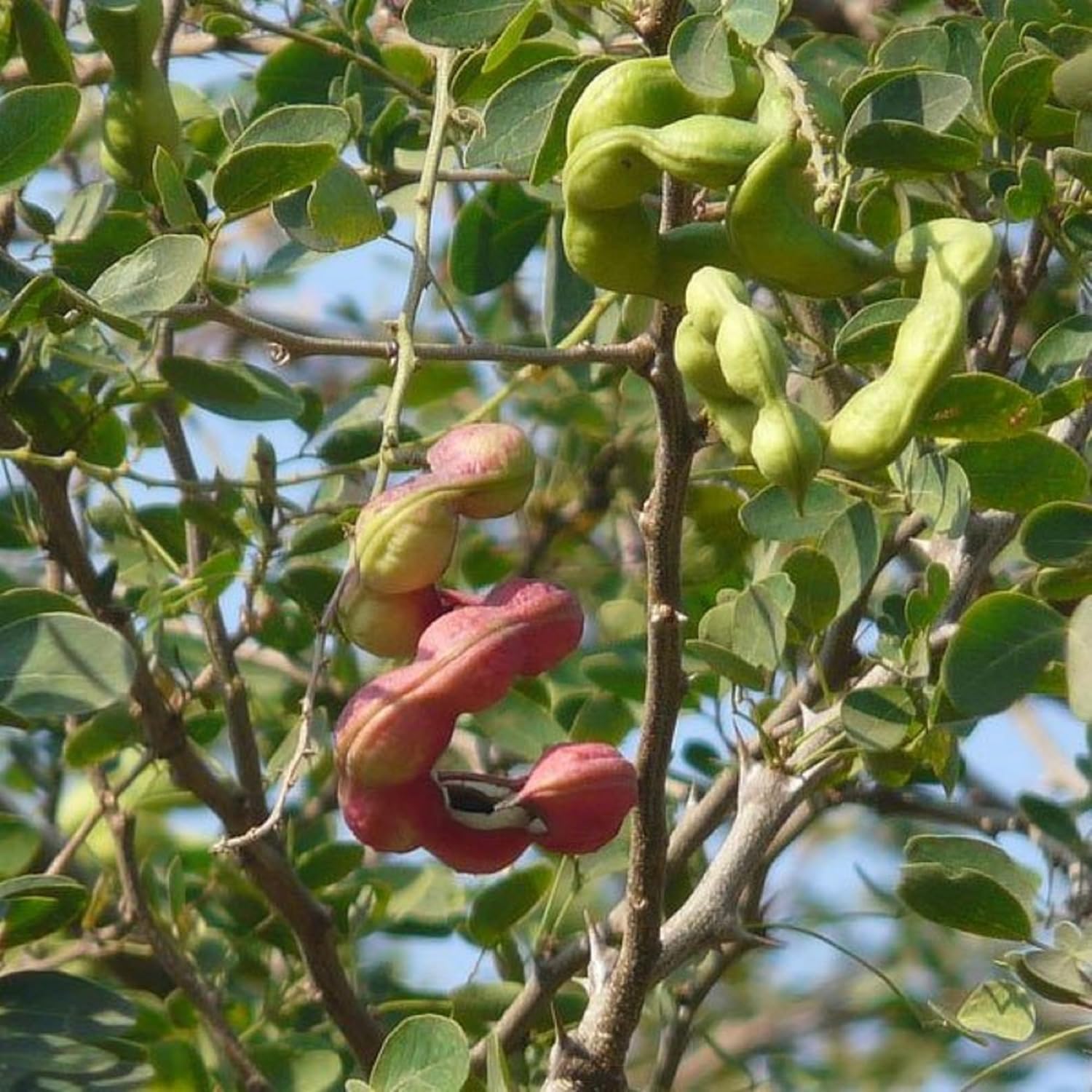 Pithecellobium dulce Madras Thorn Seeds 