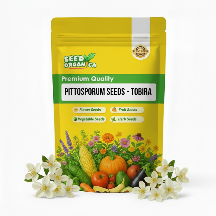Pittosporum Seeds – Tobira