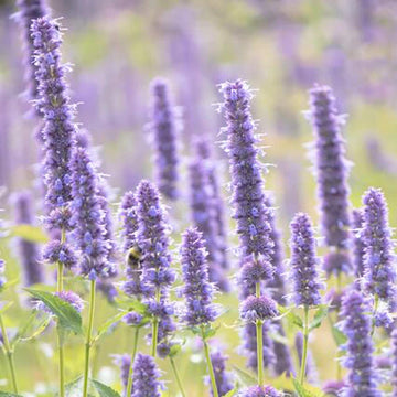 Patchouli Seeds – Pogostemon