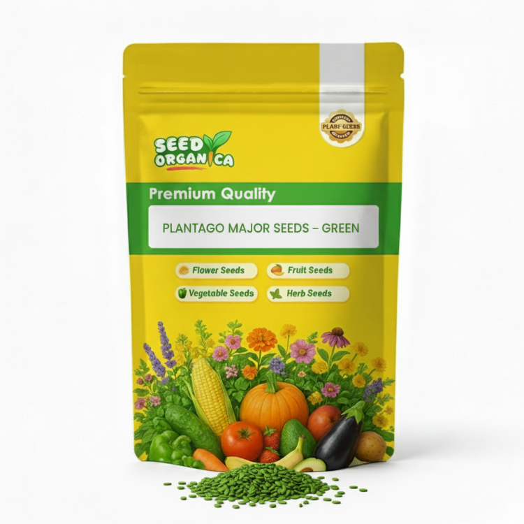 Plantago Major Seeds – Green