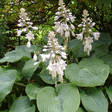 Plantain Lily Seeds - Flower Plant