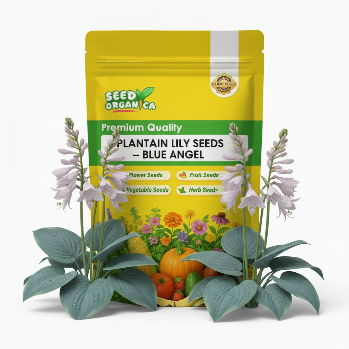 Plantain Lily Seeds – Blue Angel