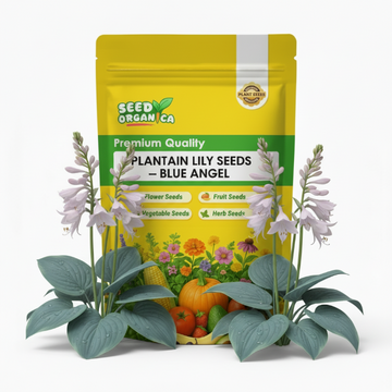 Plantain Lily Seeds – Blue Angel