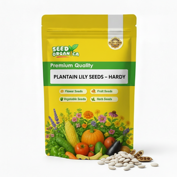 Plantain Lily Seeds – Hardy