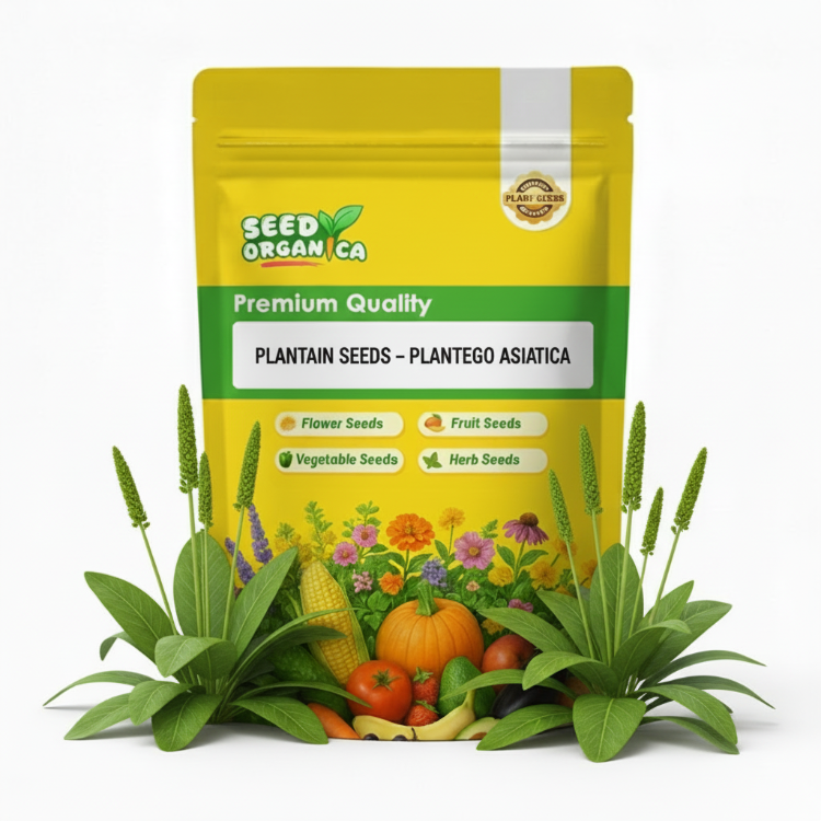 Plantain Seeds – Plantago Asiatica