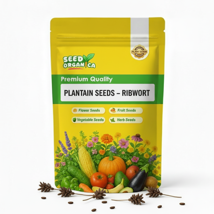 Plantain Seeds – Ribwort