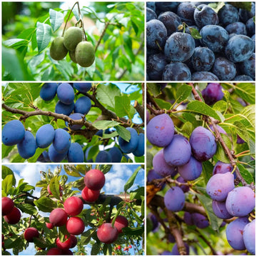Plum Seeds - All In One For Home Gardens