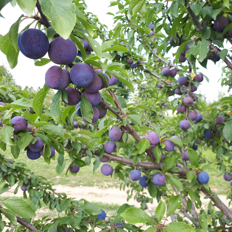 Plum Seeds - All In One For Home Gardens