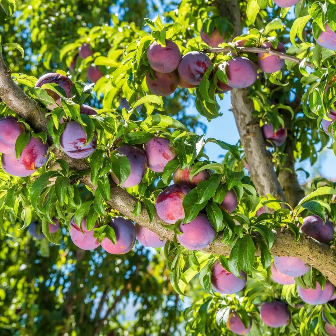 Plum Seeds - All In One For Home Gardens