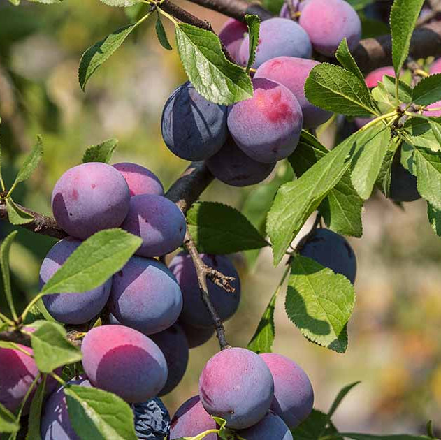 Plum Seeds - All In One For Home Gardens