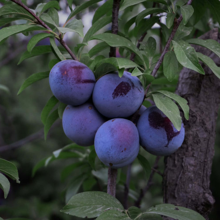 Plum Seeds - All In One For Home Gardens