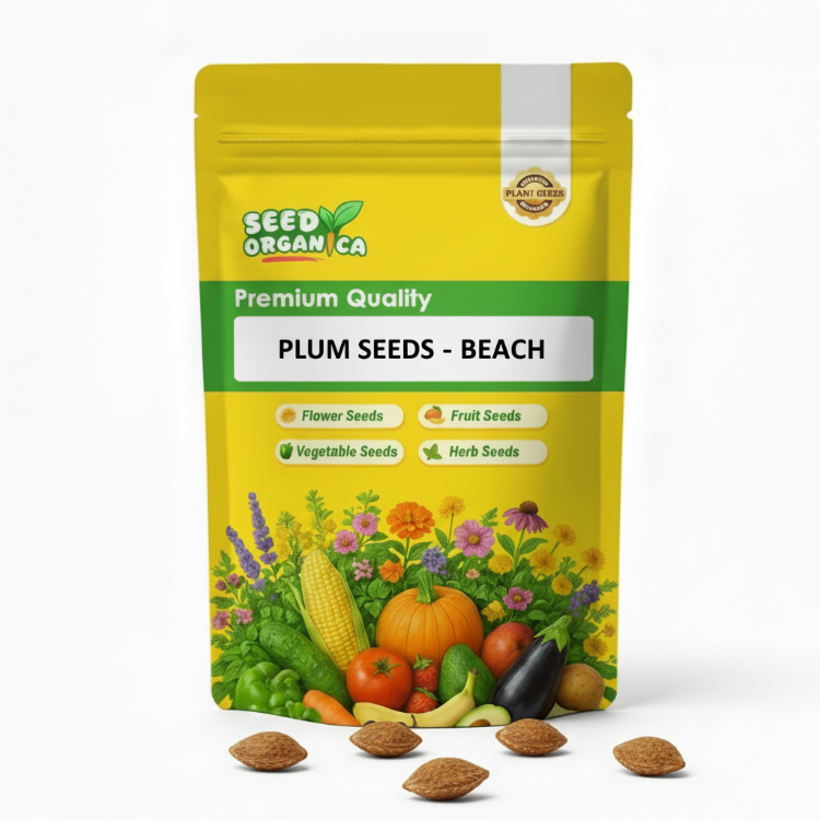 Plum Seeds - Beach