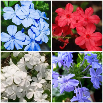 Plumbago Seeds - All In One For Home Gardens