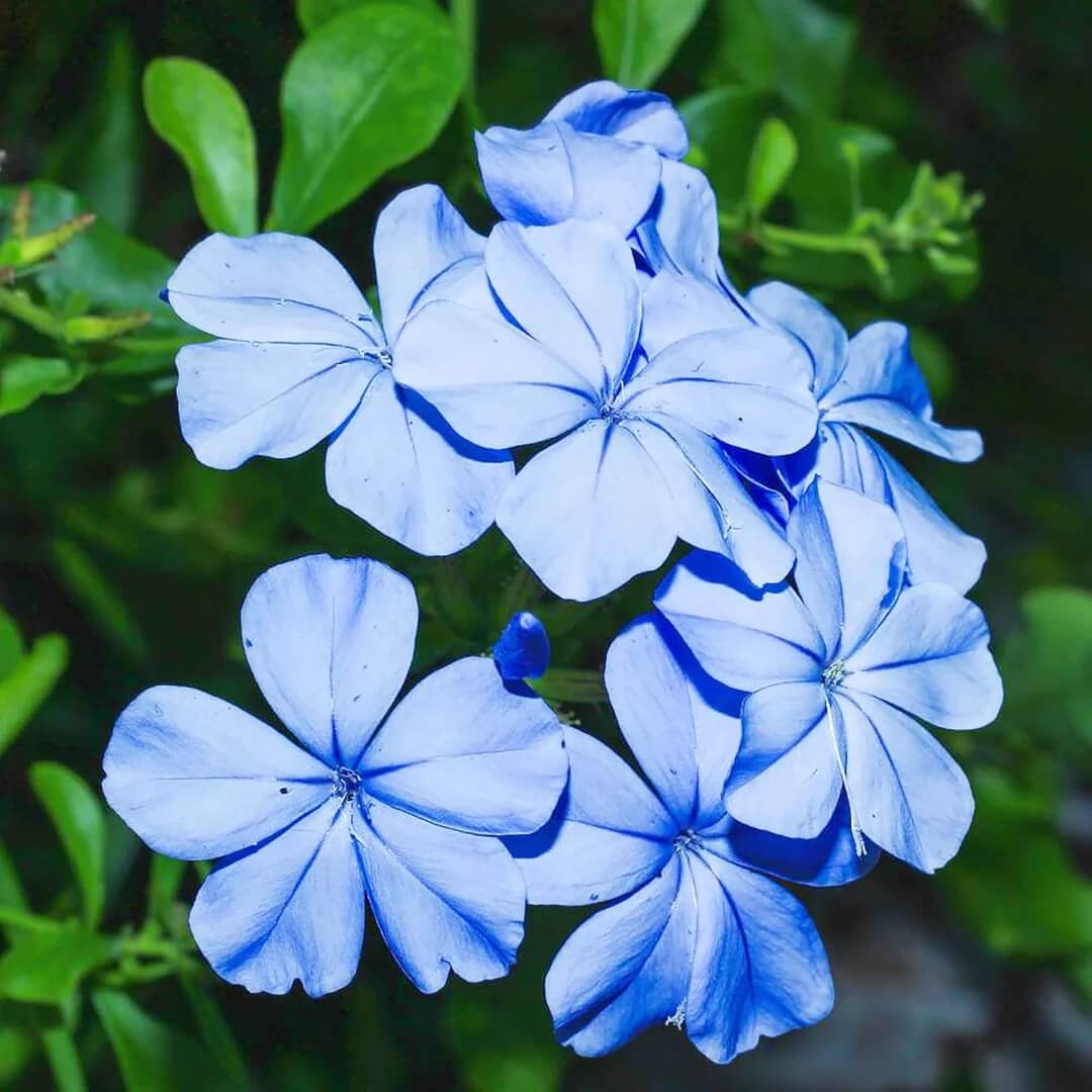 Plumbago Seeds - All In One For Home Gardens
