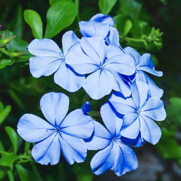 Plumbago Seeds - All In One For Home Gardens