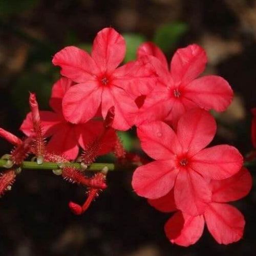 Plumbago Seeds - All In One For Home Gardens