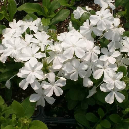 Plumbago Seeds - All In One For Home Gardens
