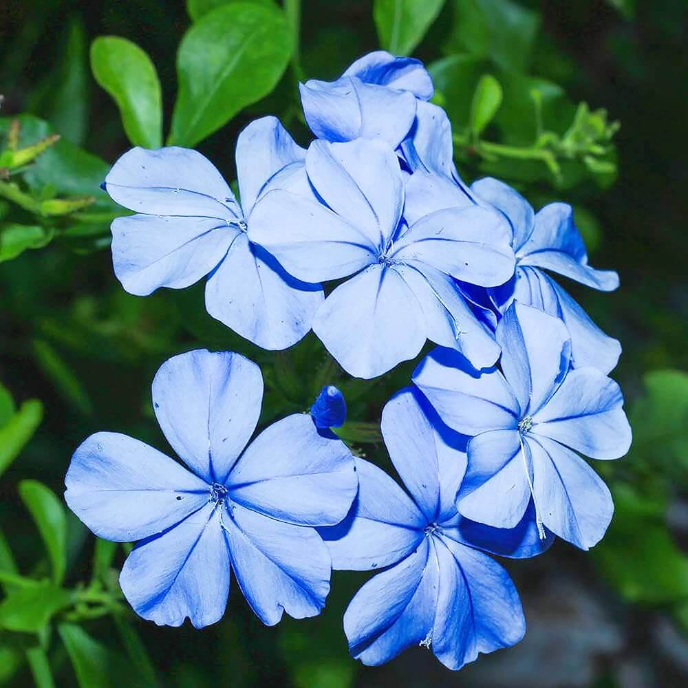 Plumbago Seeds - Flower Plant for Home Gardens