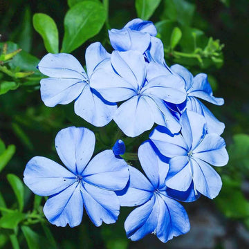 Plumbago Seeds - Flower Plant for Home Gardens