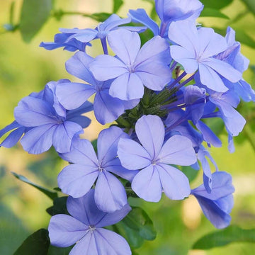 Plumbago Seeds - Flower Plant for Home Gardens