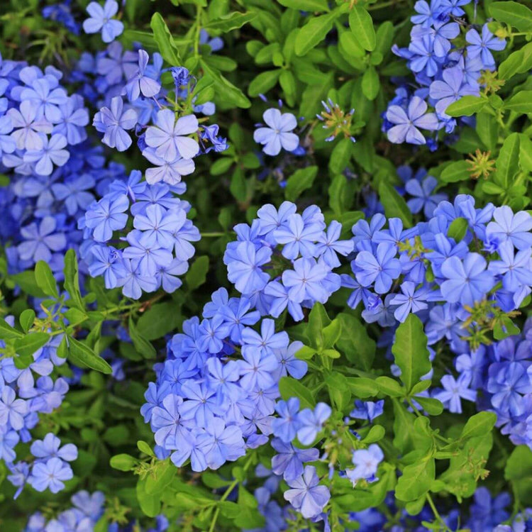 Plumbago Seeds - Flower Plant for Home Gardens