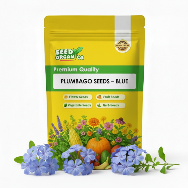 Plumbago Seeds – Blue