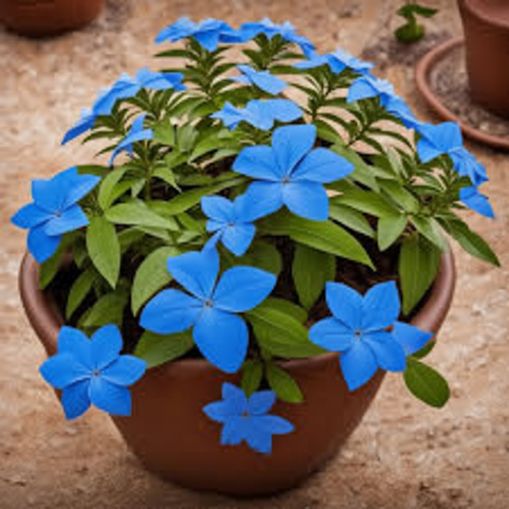 Plumbago Seeds Cape Leadwort– Dark Blue